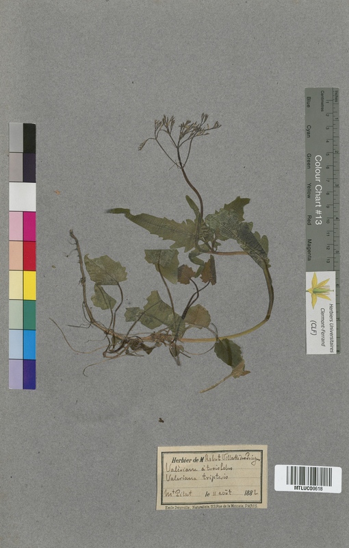 Dipsacus pilosus (Dipsacaceae)