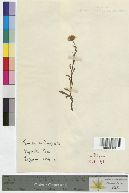 Arnica montana (Asteraceae)