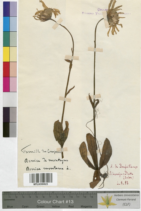 Artemisia glacialis (Asteraceae)