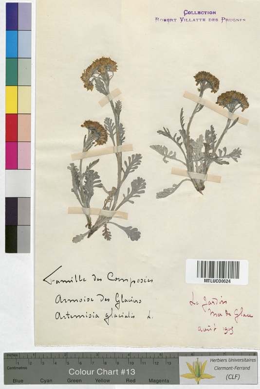 Leucanthemum vulgare (Asteraceae)