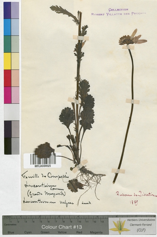 Chrysanthemum segetum (Asteraceae)