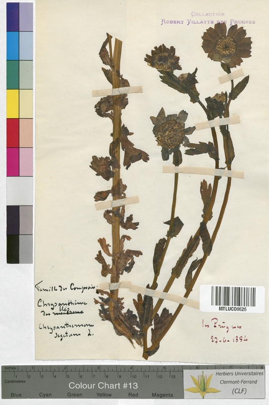 Cota tinctoria (Asteraceae)