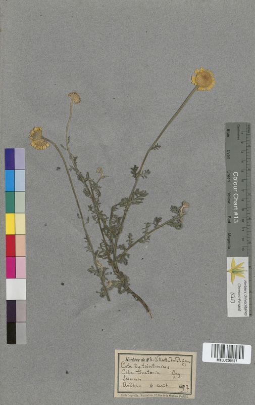 Achillea millefolium (Asteraceae)
