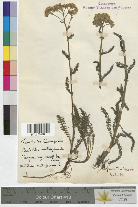 Achillea ptarmica (Asteraceae)