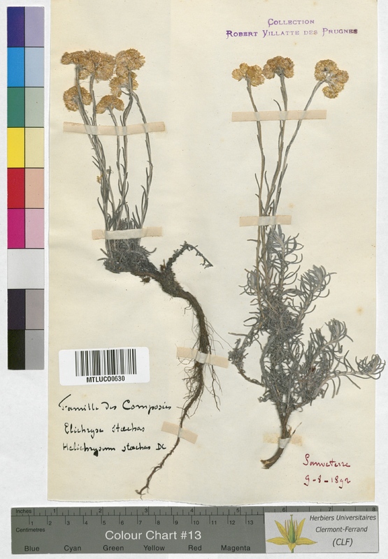 Gnaphalium norvegicum (Asteraceae)