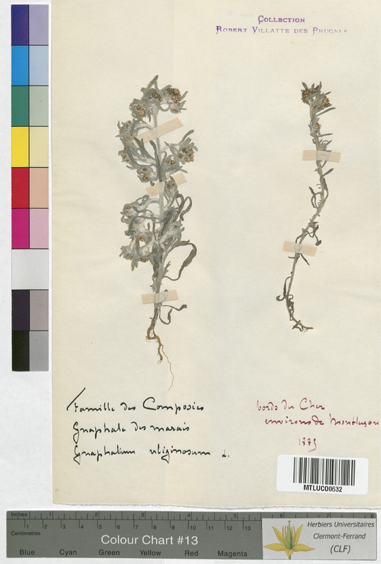 Gnaphalium uliginosum (Asteraceae)
