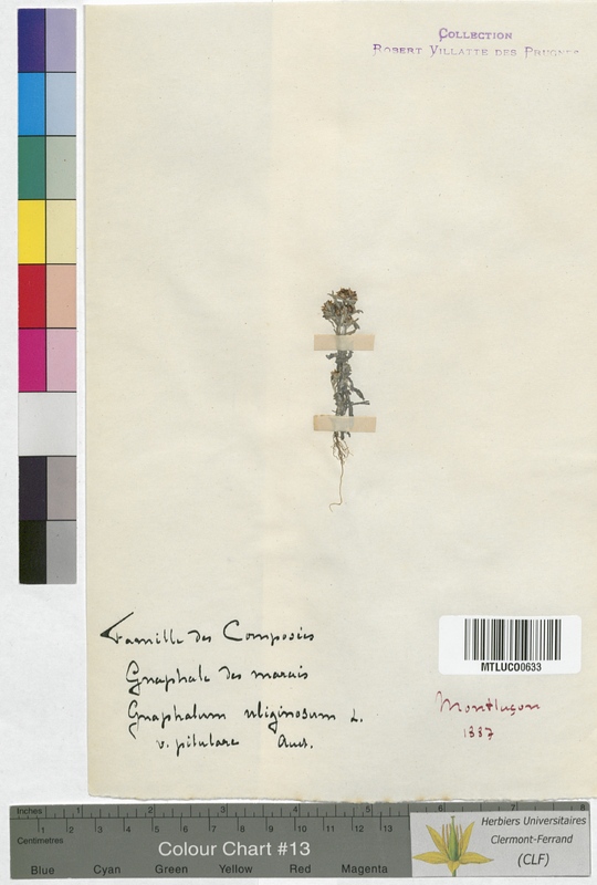 Leontopodium alpinum (Asteraceae)