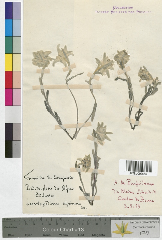 Filago germanica (Asteraceae)