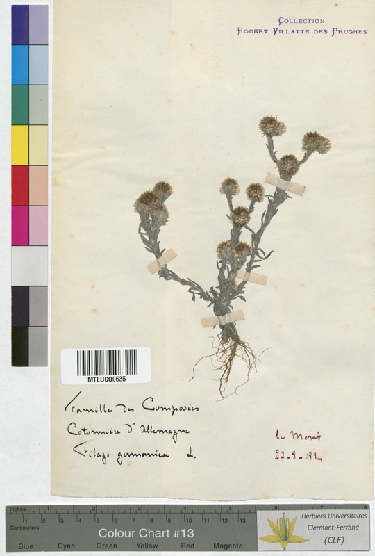 Filago minima (Asteraceae)