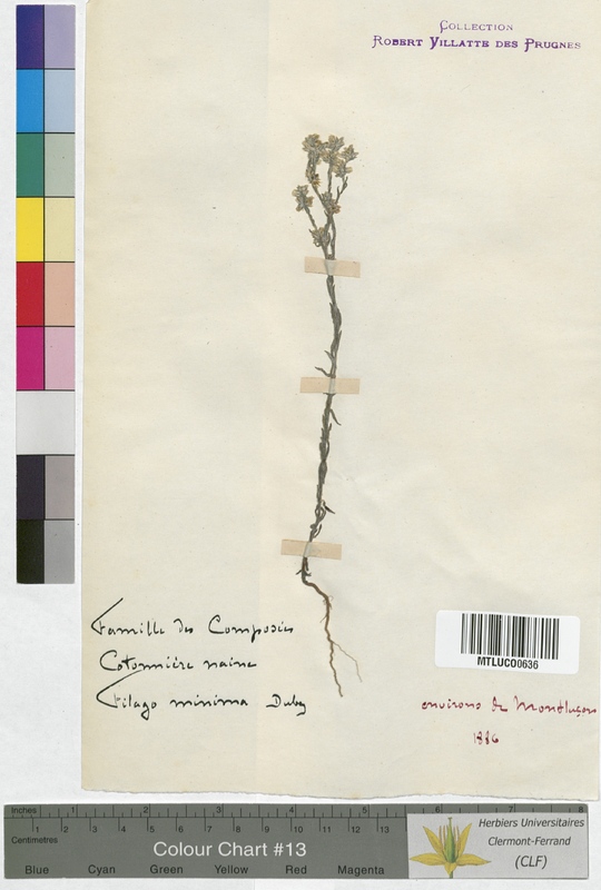 Centaurea jacea (Asteraceae)