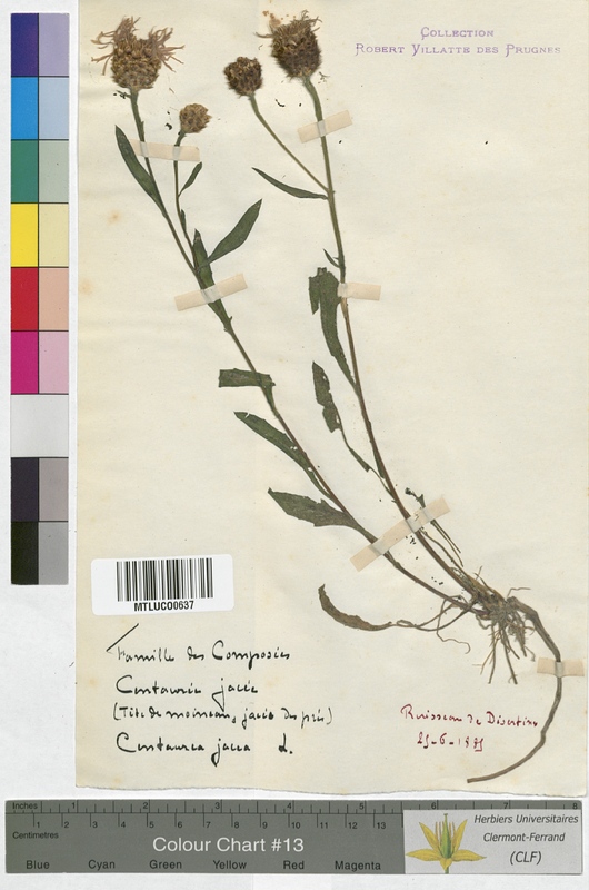 Centaurea montana (Asteraceae)