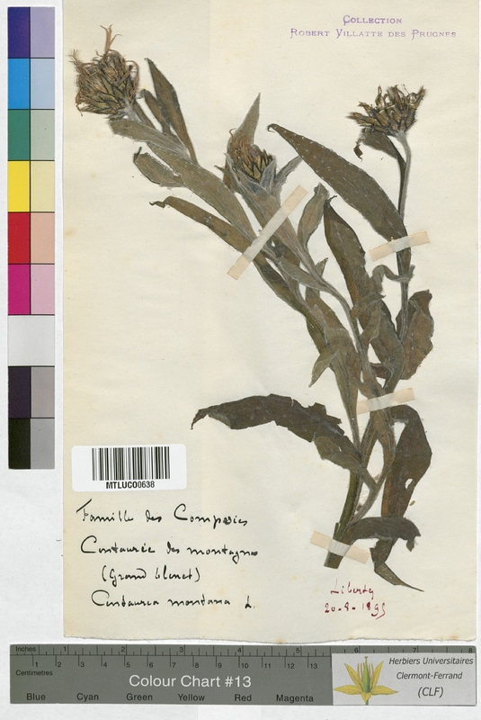 Centaurea cyanus (Asteraceae)
