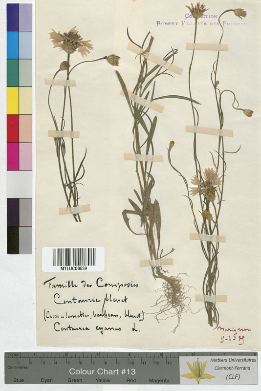 Centaurea solstitialis (Asteraceae)