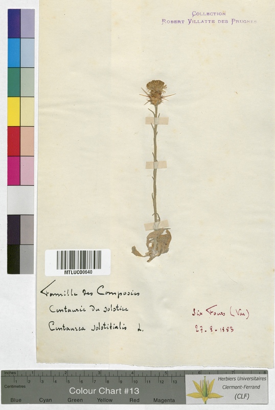 Scorzonera humilis (Asteraceae)