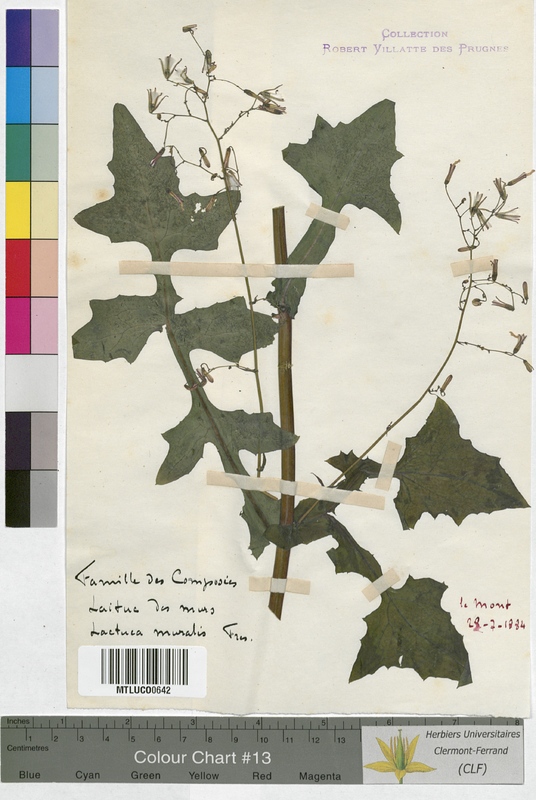 Crepis virens (Asteraceae)