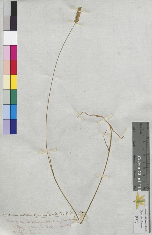 Cynosurus cristatus (Poaceae)