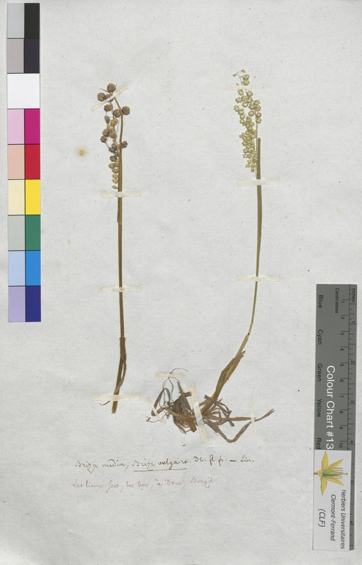 Briza media (Poaceae)