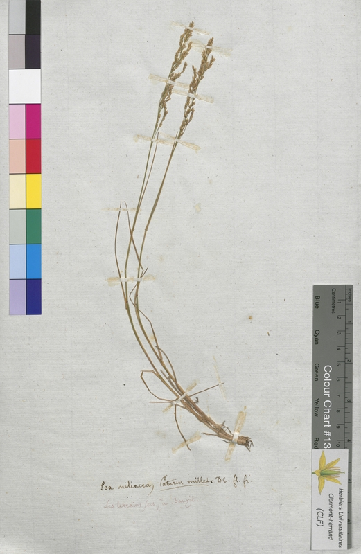 Poa miliacea (Poaceae)