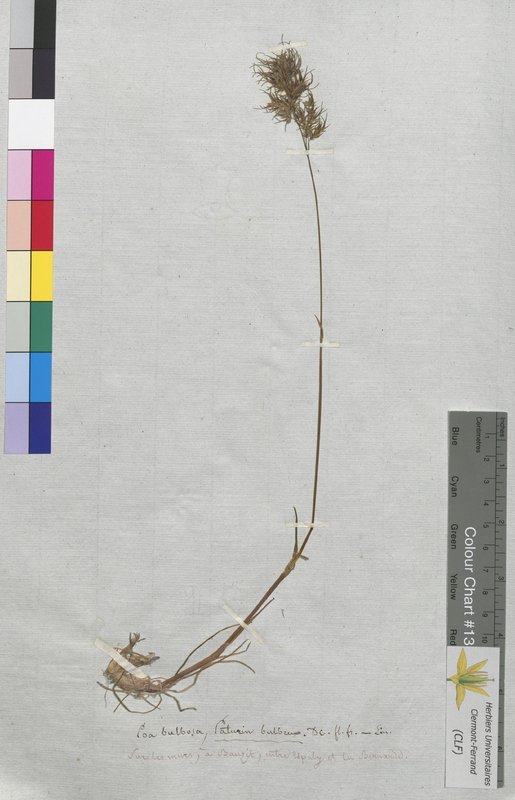 Poa bulbosa (Poaceae)