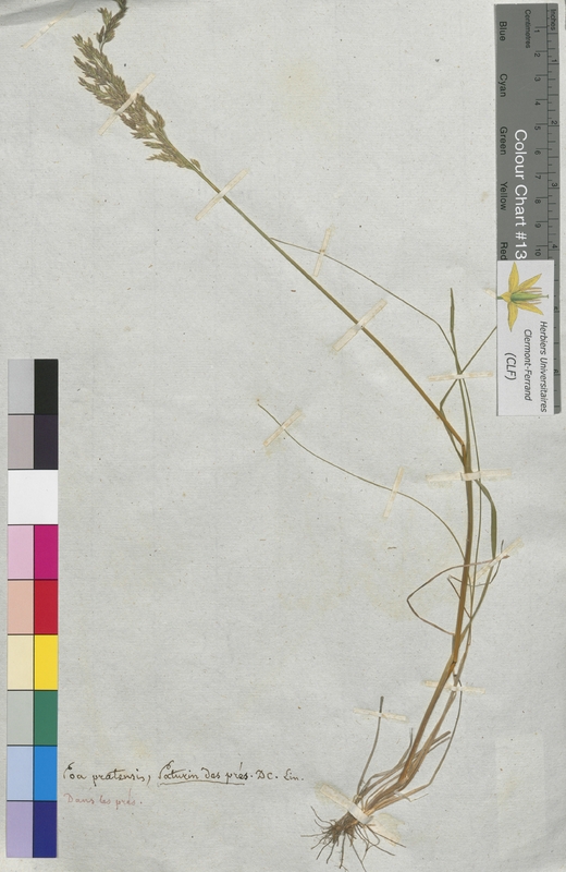 Poa pratensis (Poaceae)