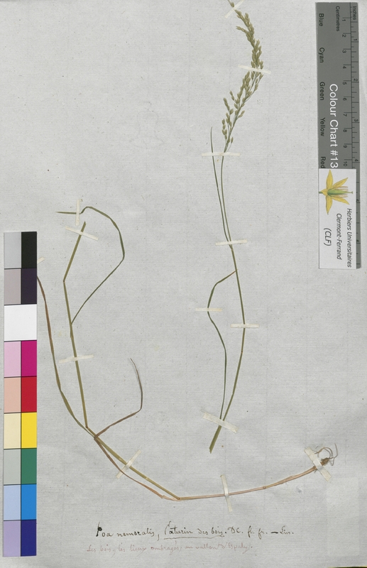 Poa nemoralis (Poaceae)