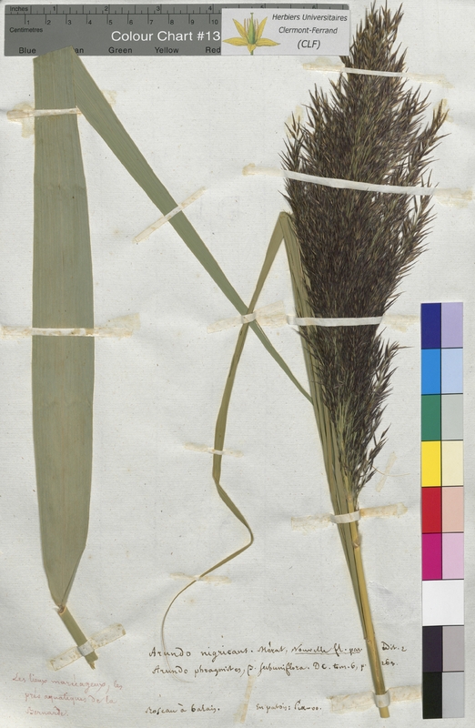 Arundo nigricans (Poaceae)