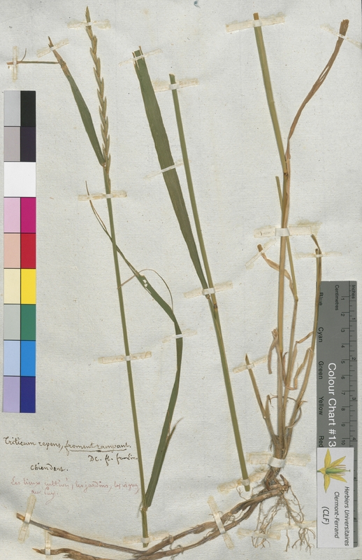 Triticum repens (Poaceae)