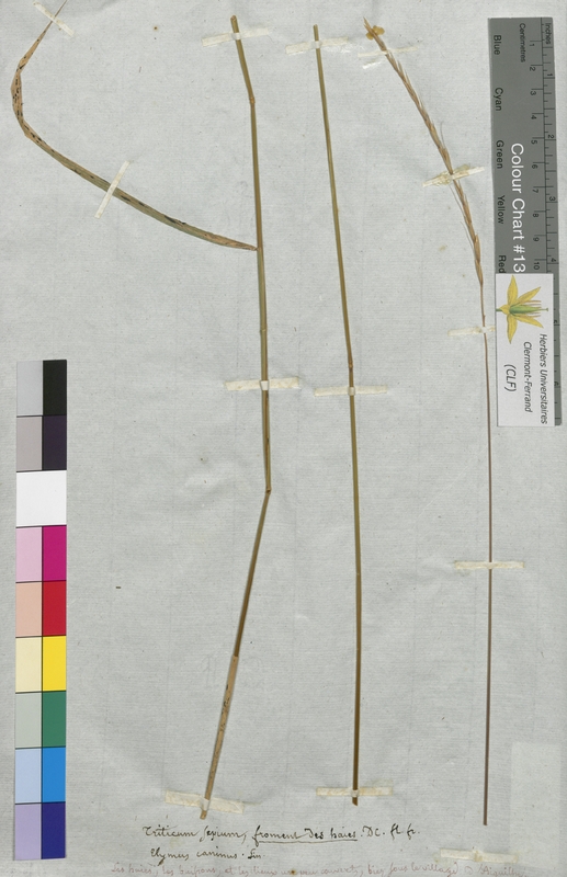 Triticum sepium (Poaceae)