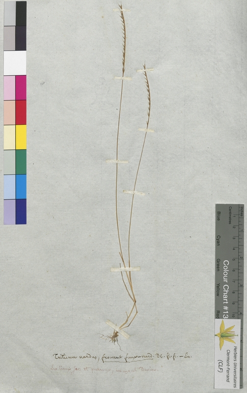Triticum nardus (Poaceae)