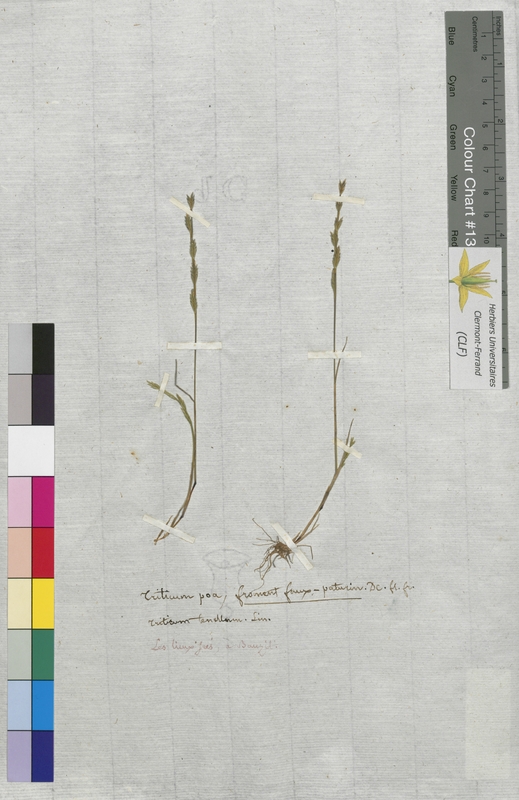 Triticum poa (Poaceae)
