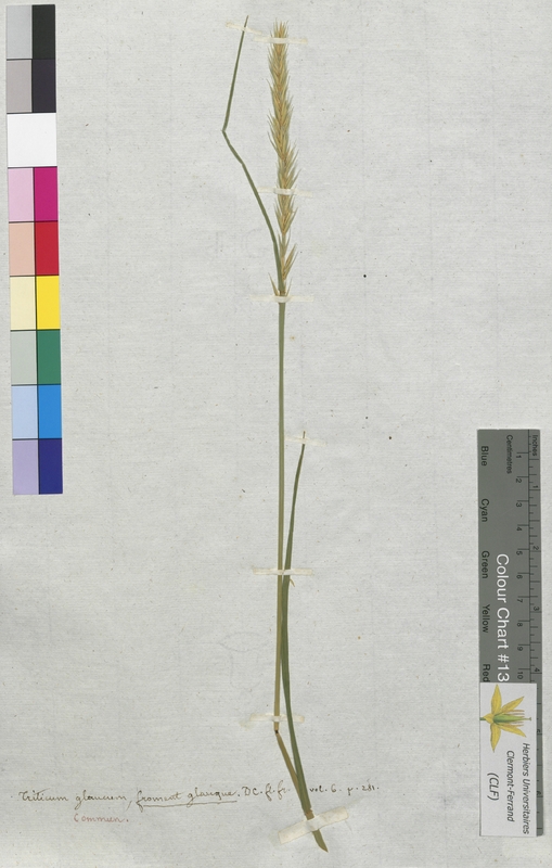 Triticum glaucum (Poaceae)