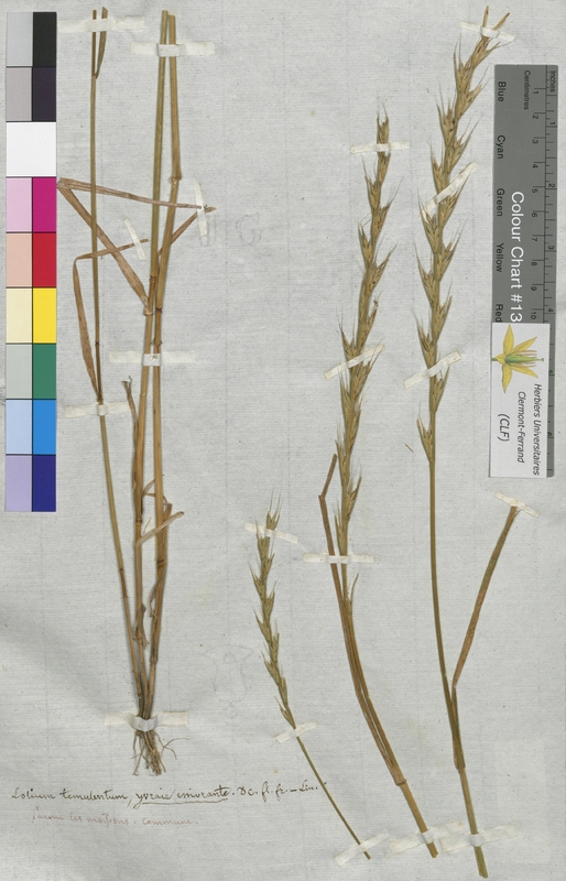 Lolium temulentum (Poaceae)