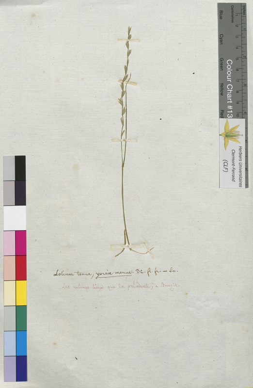 Lolium tenue (Poaceae)