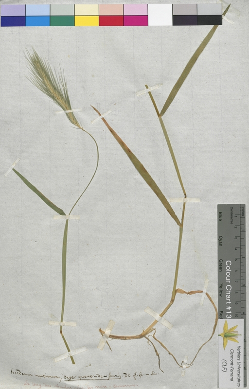 Hordeum murinum (Poaceae)