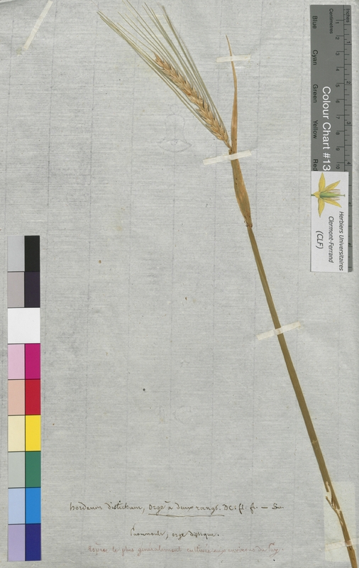 Hordeum distichon (Poaceae)