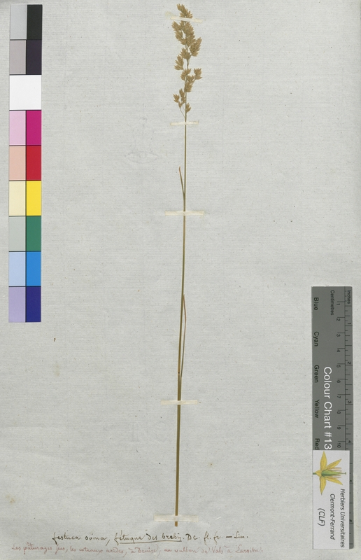 Festuca ovina (Poaceae)