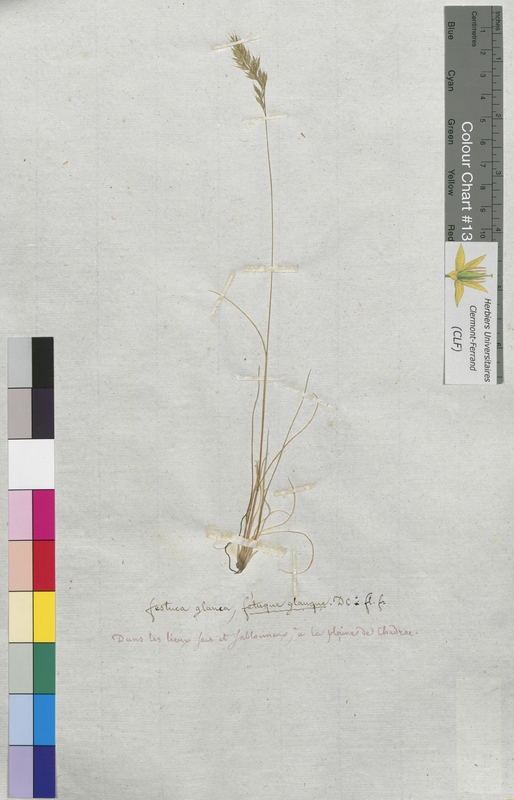 Festuca glauca (Poaceae)