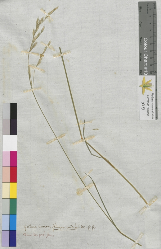 Festuca cinerea (Poaceae)