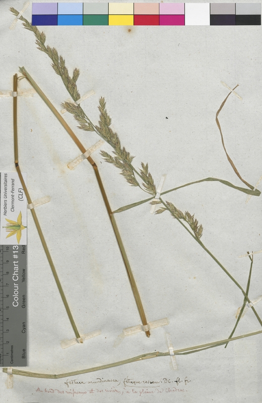 Festuca arundinacea (Poaceae)