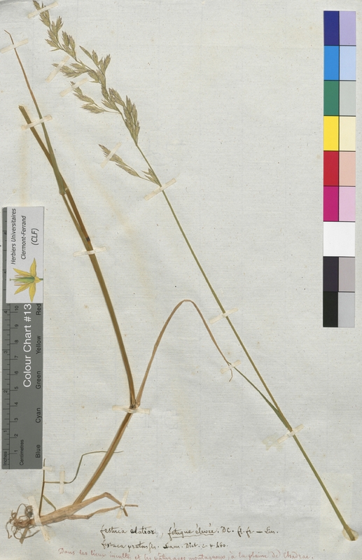 Festuca elatior (Poaceae)