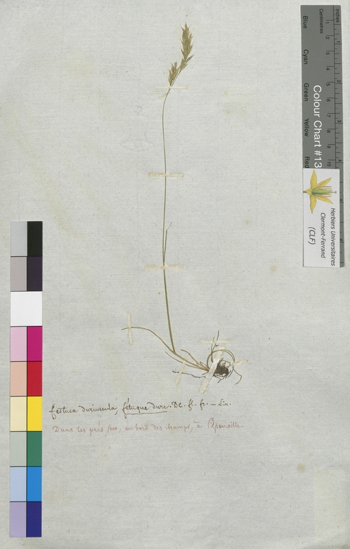 Festuca duriuscula (Poaceae)