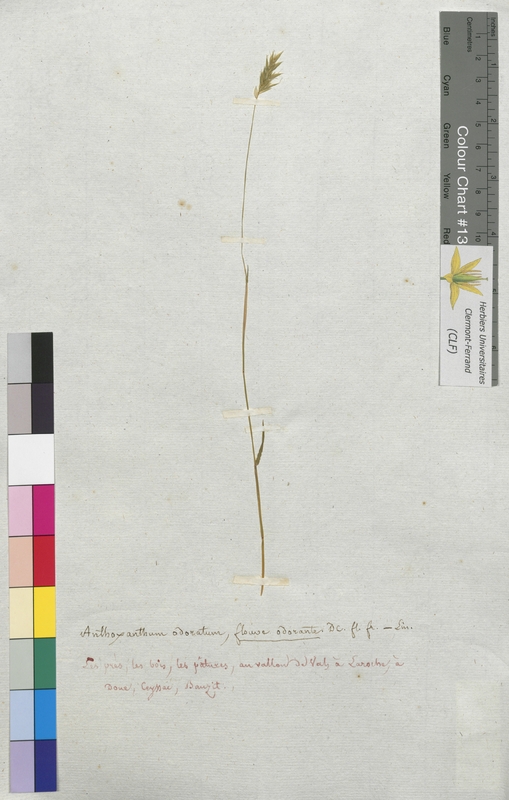 Anthoxanthum odoratum (Poaceae)