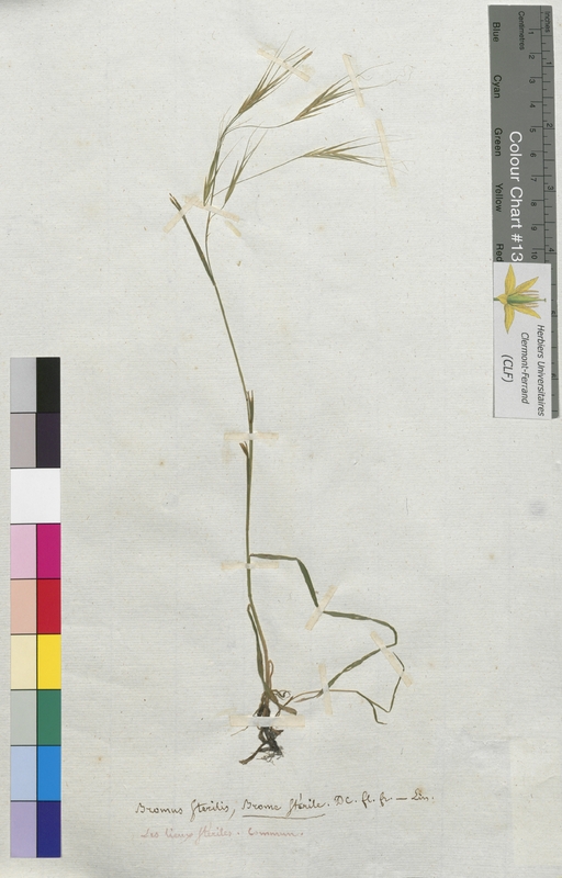 Bromus sterilis (Poaceae)