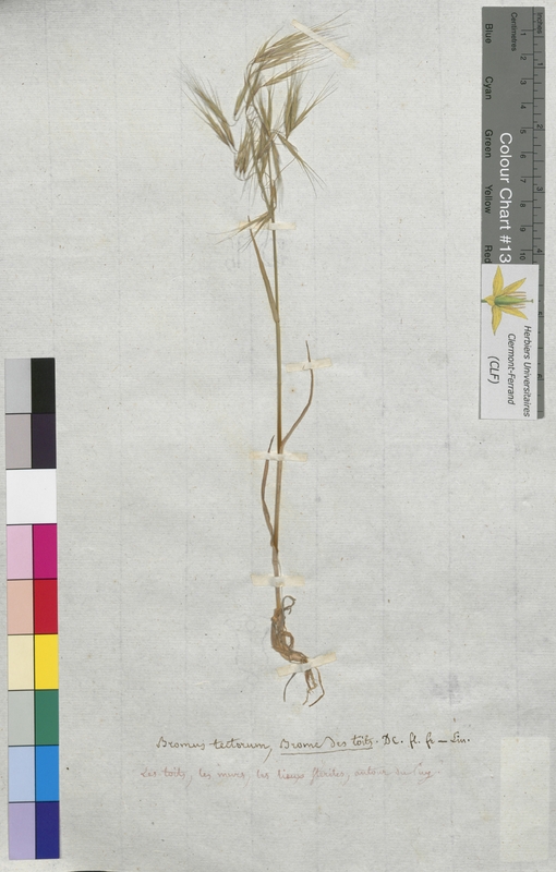 Bromus tectorum (Poaceae)