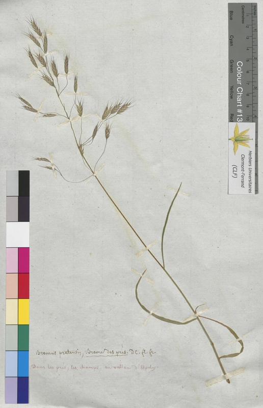 Bromus pratensis (Poaceae)