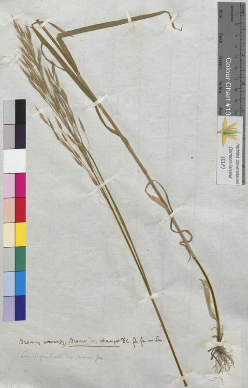 Bromus arvensis (Poaceae)