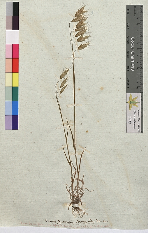 Bromus squarrosus (Poaceae)