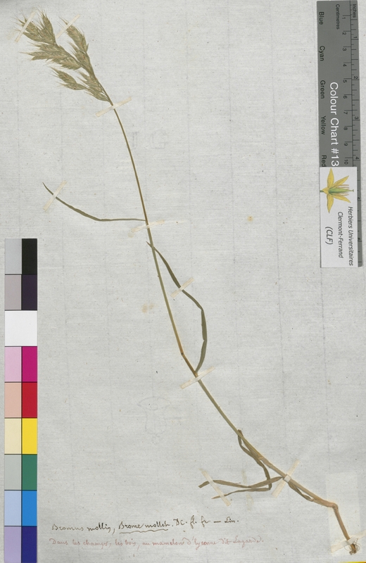 Bromus mollis (Poaceae)