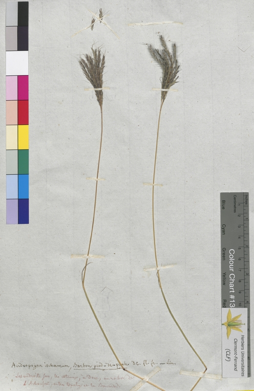 Andropogon ischaemum (Poaceae)