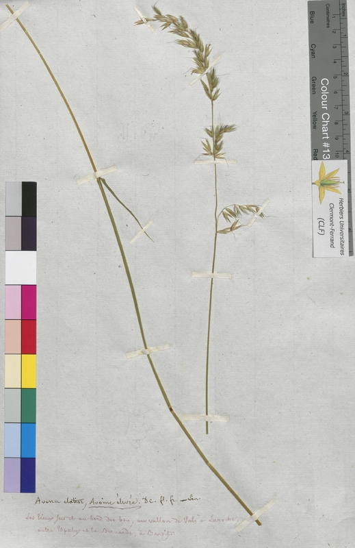 Avena elatior (Poaceae)